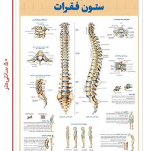 پوستر کالبد شناسی و آسیب شناسی ستون فقرات 50*35 (گلاسه،باجعبه)