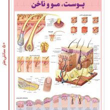 پوستر کالبد شناسی و آسیب شناسی50 پوست،مو و ناخن 50*35 (گلاسه،باجعبه)