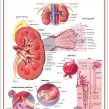 پوستر کالبد شناسی کلیه 50*35 (گلاسه،باجعبه)