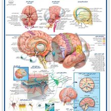 پوستر کالبد شناسی مغز 50*35 (گلاسه،باجعبه)