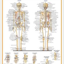 پوستر کالبد شناسی دستگاه اسکلتی 50*35 (گلاسه،باجعبه)