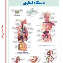 پوستر کالبد شناسی دستگاه لنفاوی 50*35 (گلاسه،باجعبه)