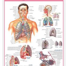پوستر کالبد شناسی دستگاه تنفسی 50*35 (گلاسه،باجعبه)