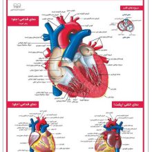 پوستر کالبد شناسی قلب 50*35 (گلاسه،باجعبه)