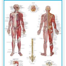 پوستر کالبد شناسی دستگاه عصبی 50*35 (گلاسه،باجعبه)