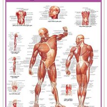 پوستر کالبد شناسی دستگاه عضلانی 50*35 (گلاسه،باجعبه)