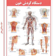 پوستر کالبد شناسی دستگاه گردش خون 50*35 (گلاسه،باجعبه)