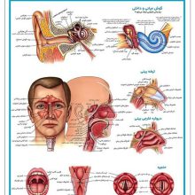 پوستر کالبد شناسی گوش،حلق و بینی 50*35 (گلاسه،باجعبه)