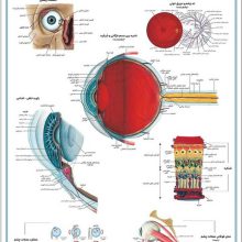پوستر کالبد شناسی دستگاه بینایی 50*35 (گلاسه،باجعبه)