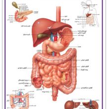 پوستر کالبد شناسی دستگاه گوارش 50*35 (گلاسه،باجعبه)