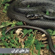 مارهای ایران (گلاسه)