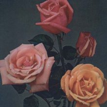 دفترچه یادداشت بی خط (همراه با کارت تبریک،چند طرح)،(سیمی)